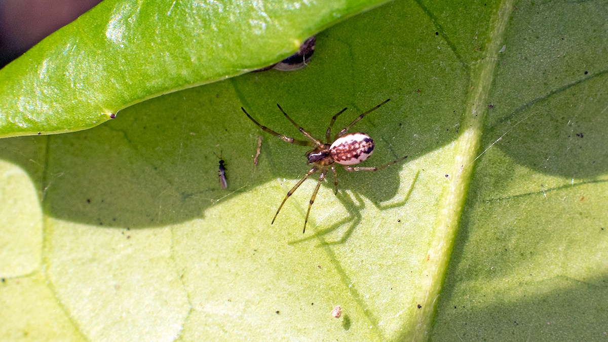 Platform Hammock Spider [Neriene peltata]