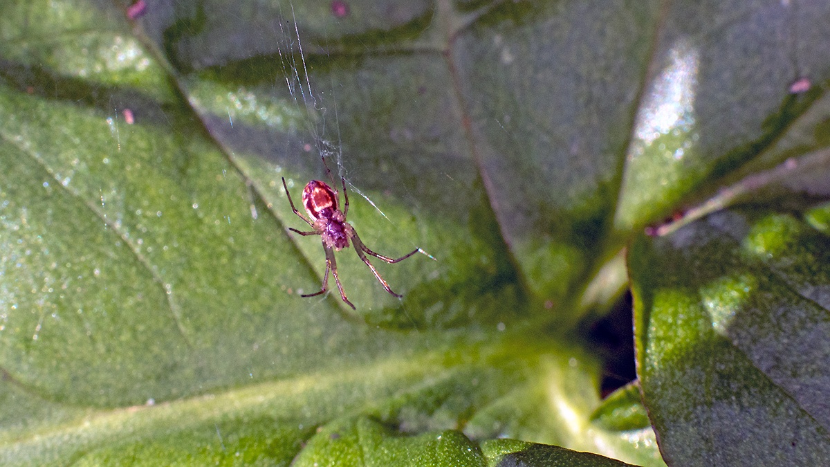 Platform Hammock Spider [Neriene peltata ?]