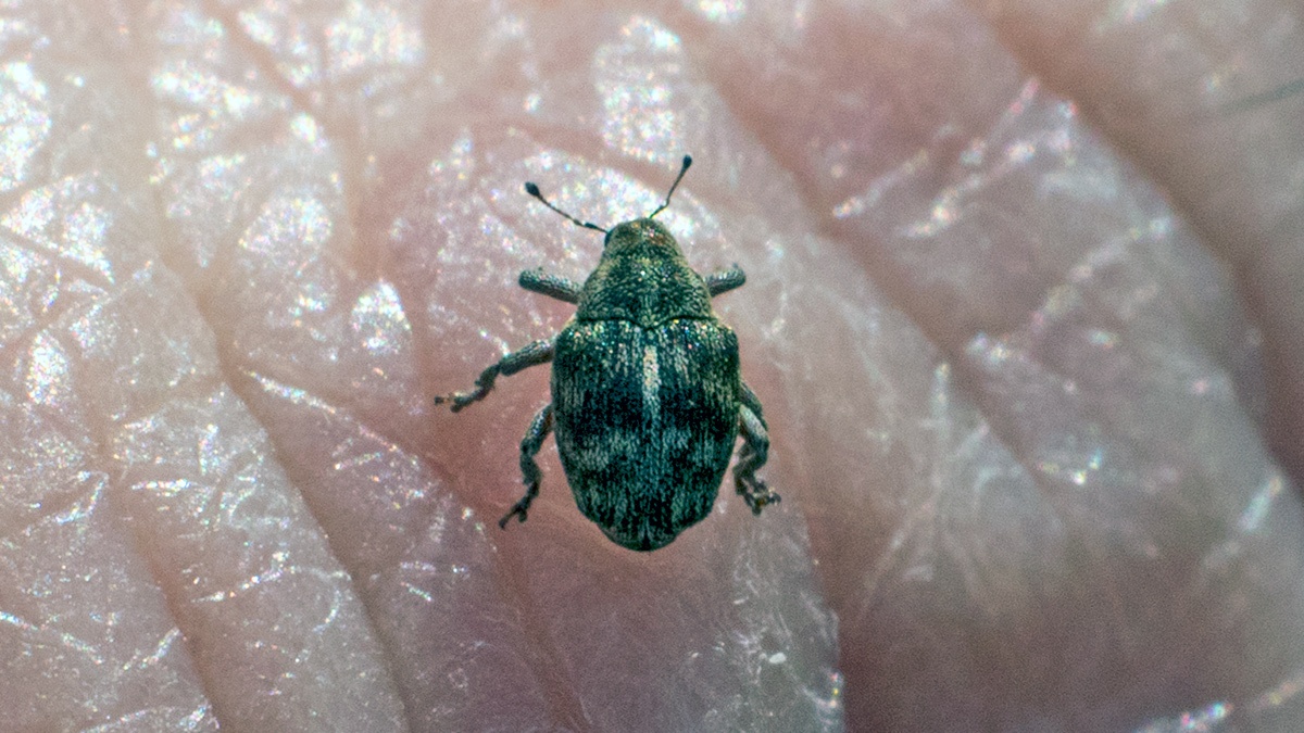 Small Nettle Weevil [Nedyus quadrimaculatus]