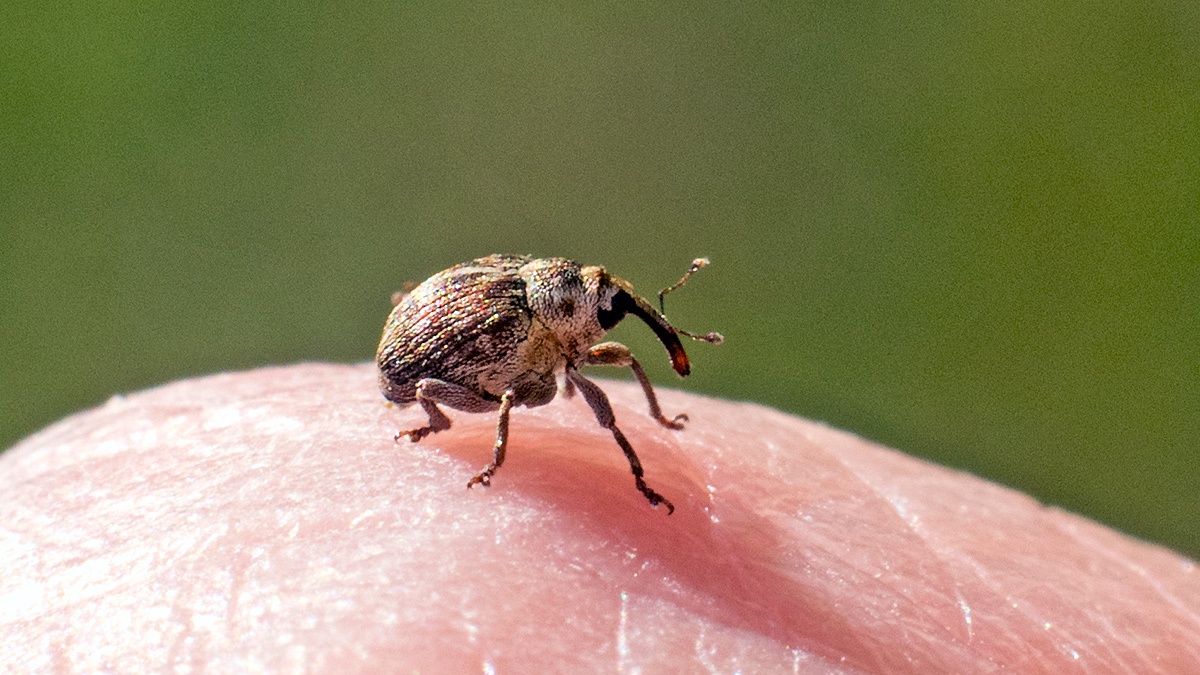 Small Nettle Weevil [Nedyus quadrimaculatus]