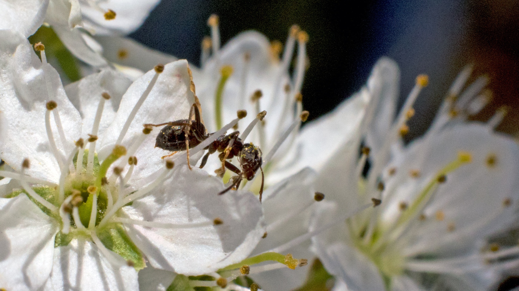 Black Garden Ant [Lasius niger]