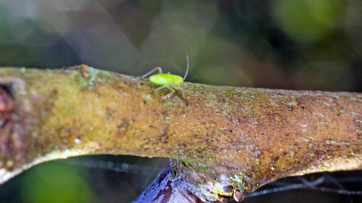 Common Green Capsid [Lygocoris pabulinus ?]