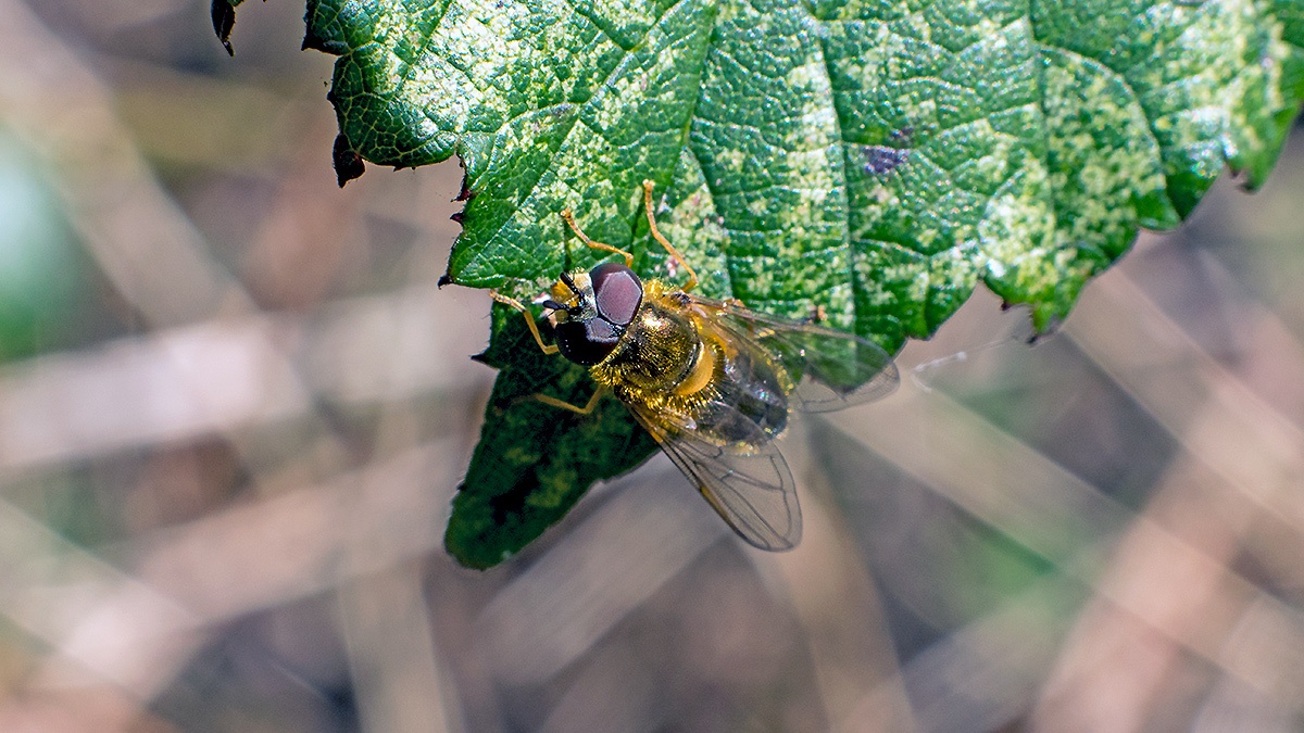 Spring Epistrophe [Epistrophe eligans]