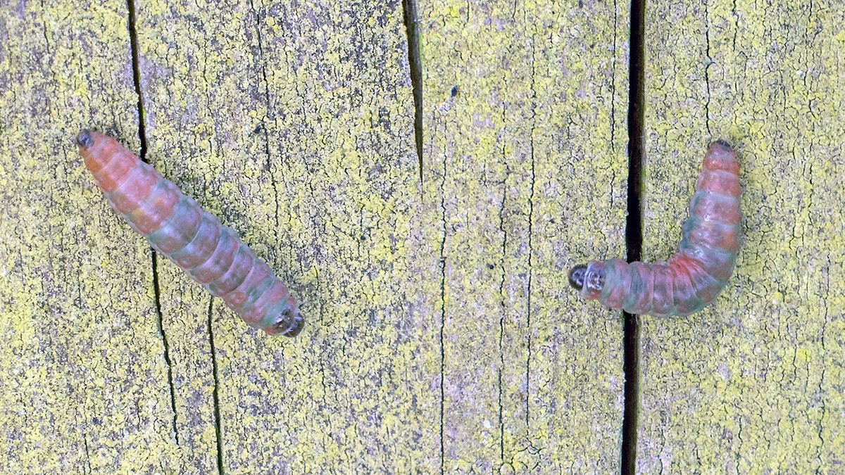 Brassy Y [Argyresthia goedartella ?]