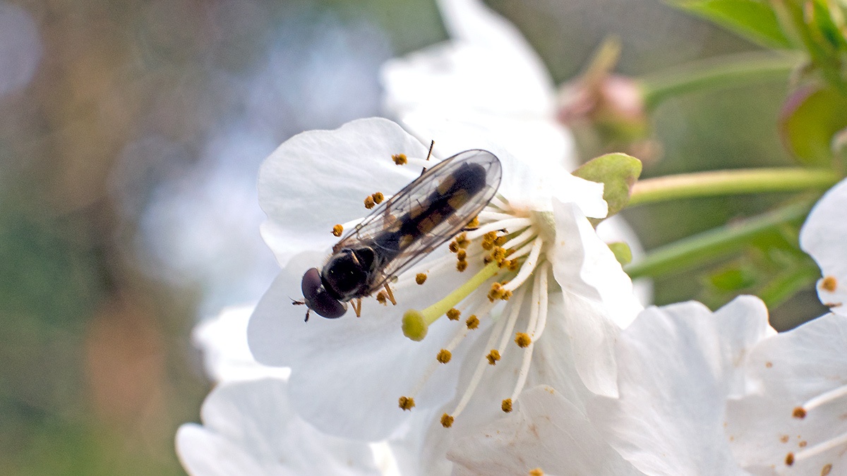 Variable Duskyface Fly [Melanostoma mellinum]