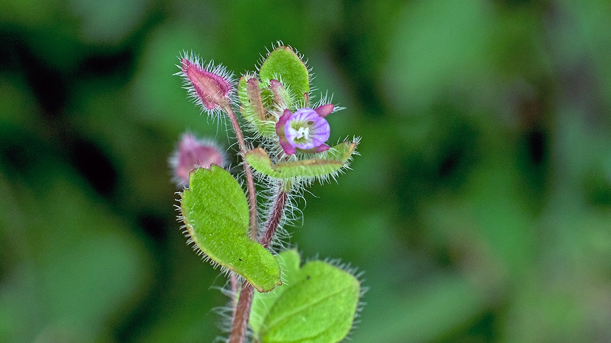 Small (or False) Ivy-leaved Speedwell [Veronica sublobata]