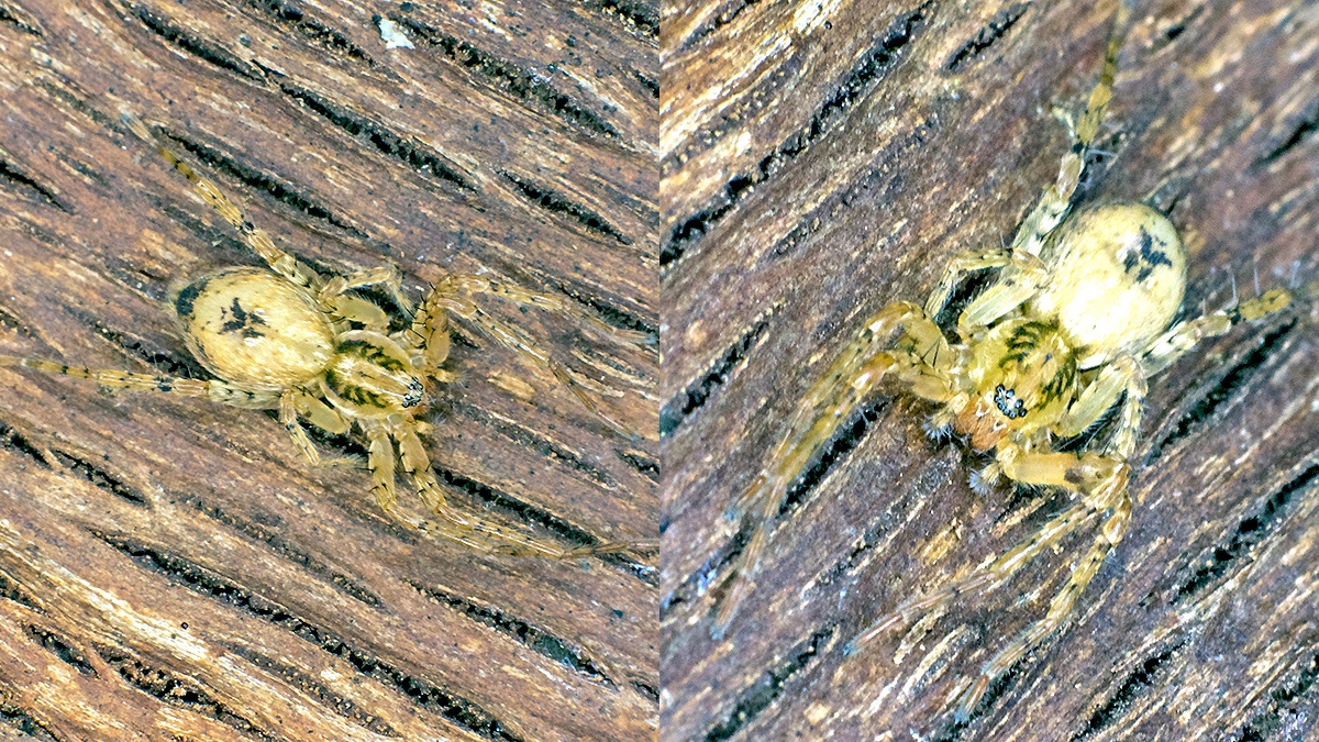 Buzzing Spider [Anyphaena accentuata]