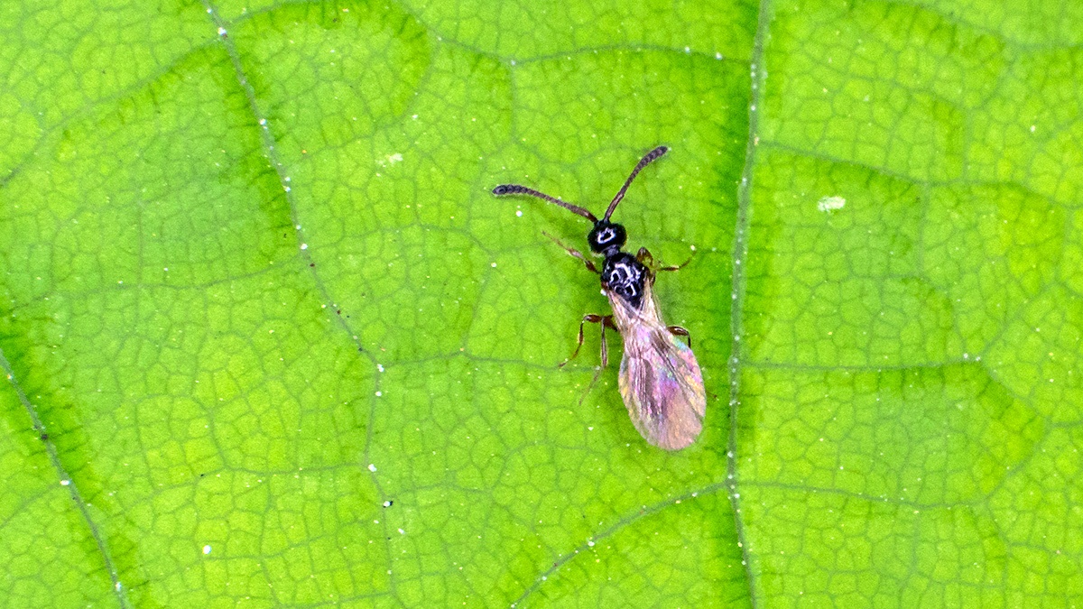 parasitoid wasp [unidentified]