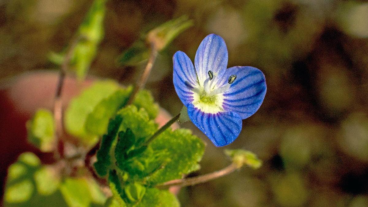 Common Field Speedwell [Veronica persica]