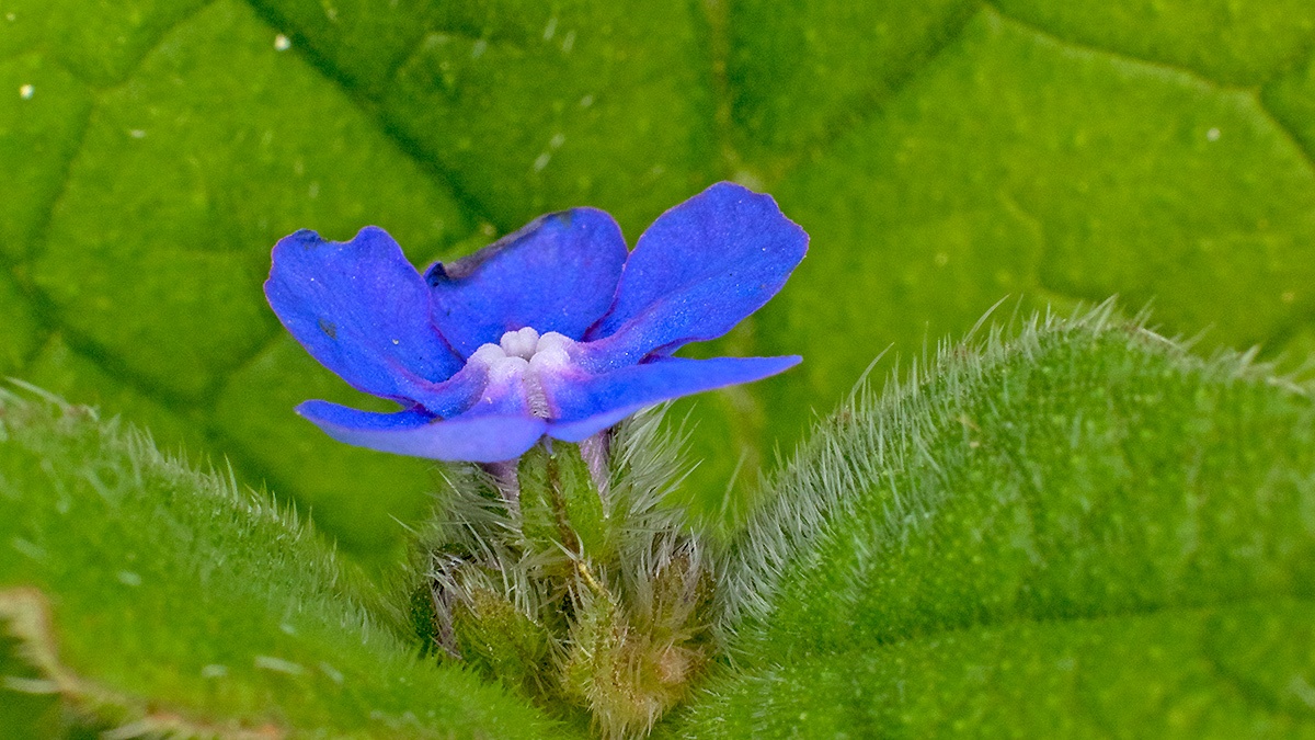 Green Alkanet [Pentaglottis sempervirens]