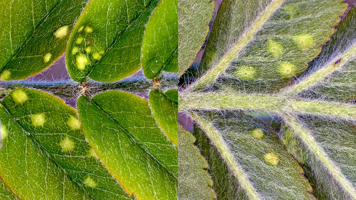 Rowan Leaf Blister Mite [Eriophyes sorbi]