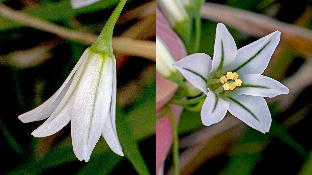 Three-cornered Leek [Allium triquetrum]
