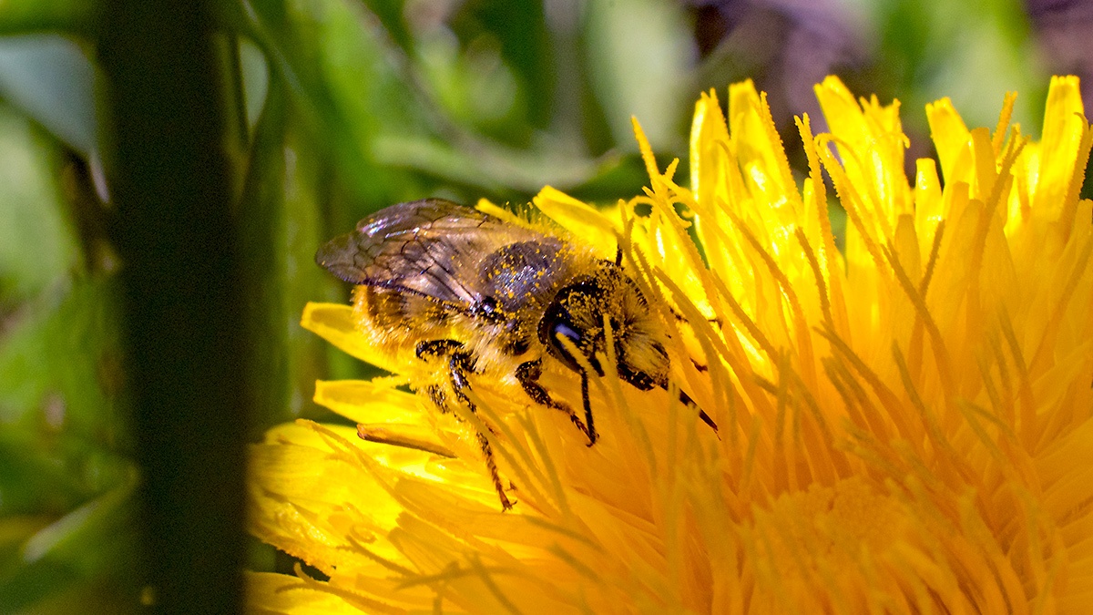Ashy Mining Bee [Andrena cineraria]