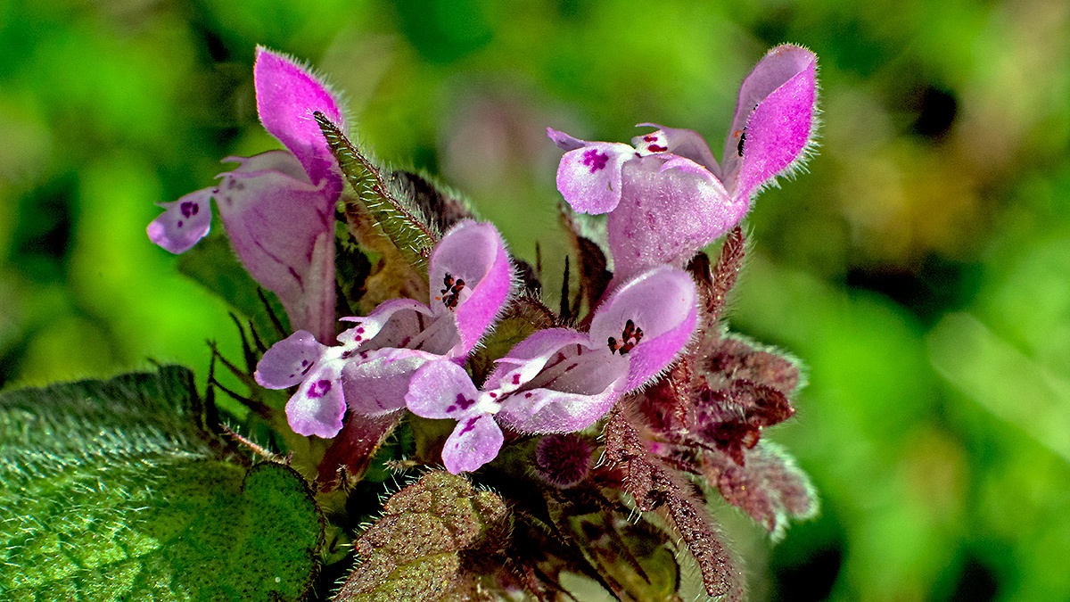 Red Dead-nettle [Lamium purpureum]