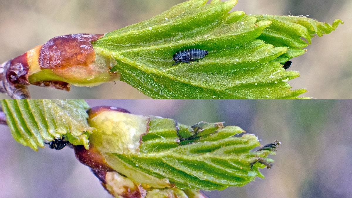 birch-feeding leafhopper [Oncopsis flavicollis/subangulata]