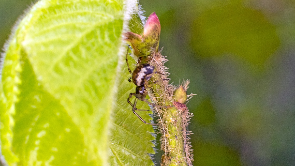 Platform Hammock Spider [Neriene peltata ?]