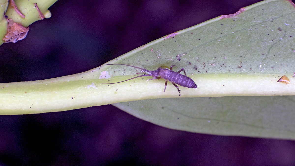 Long-horned Springtail [Pogonognathellus longicornis]