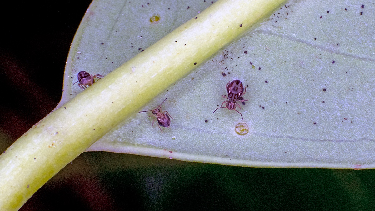 globular springtail [Dicyrtomina saundersi]
