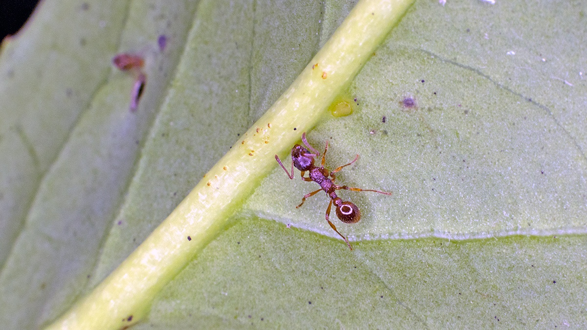 Common Red Ant [Myrmica rubra]