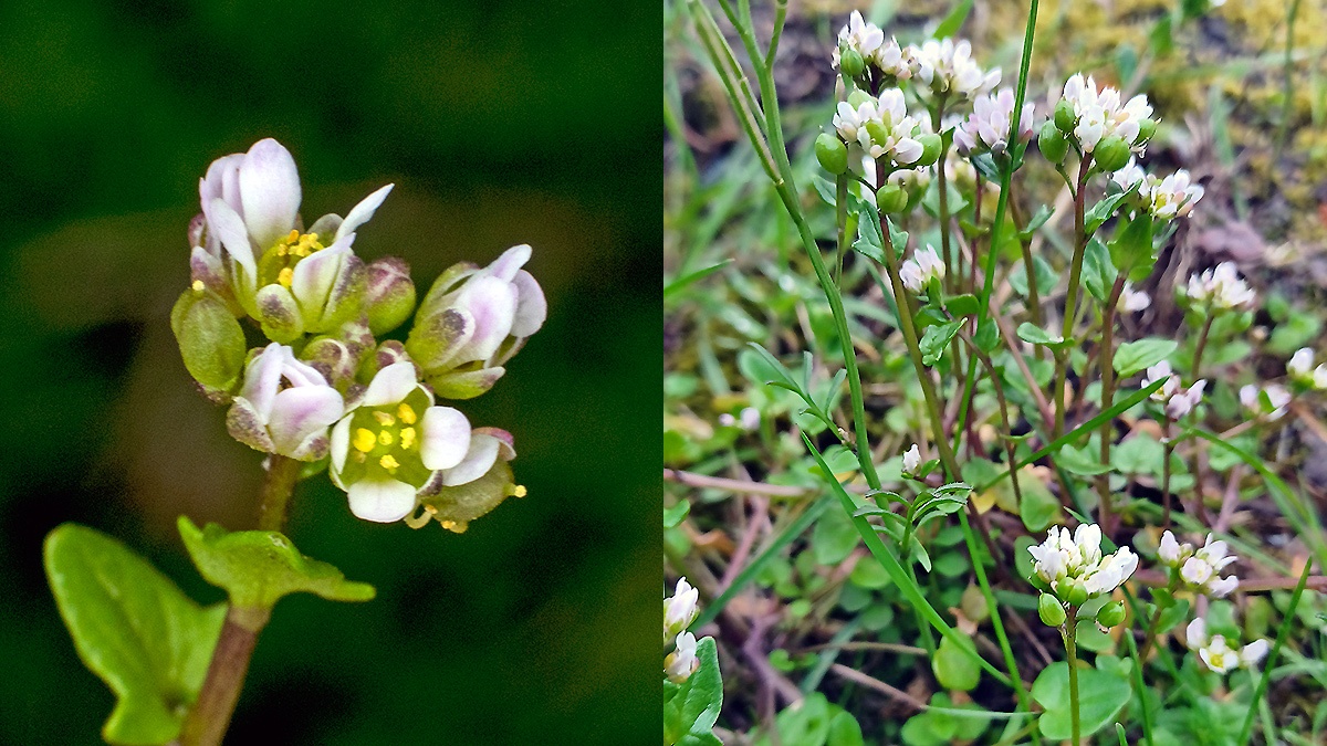 Danish Scurvygrass [Cochlearia danica]