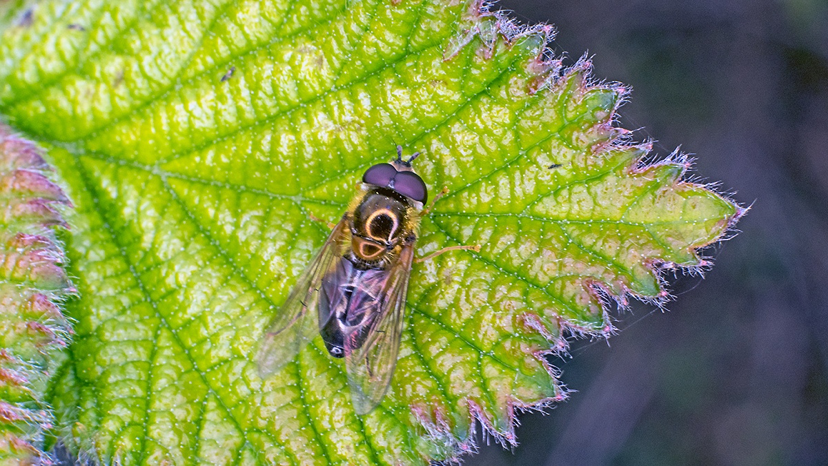 Spring Epistrophe [Epistrophe eligans]