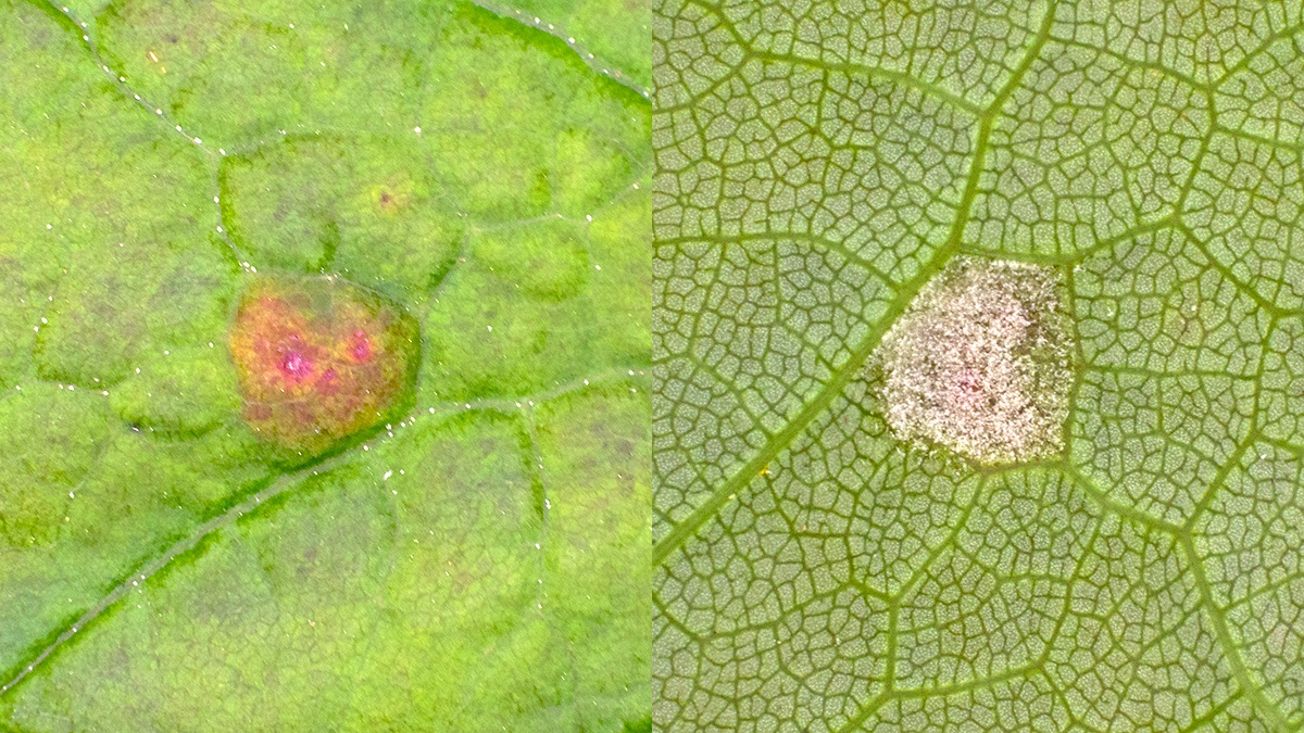 Sycamore Felt Gall Mite [Aceria pseudoplatani agg.]