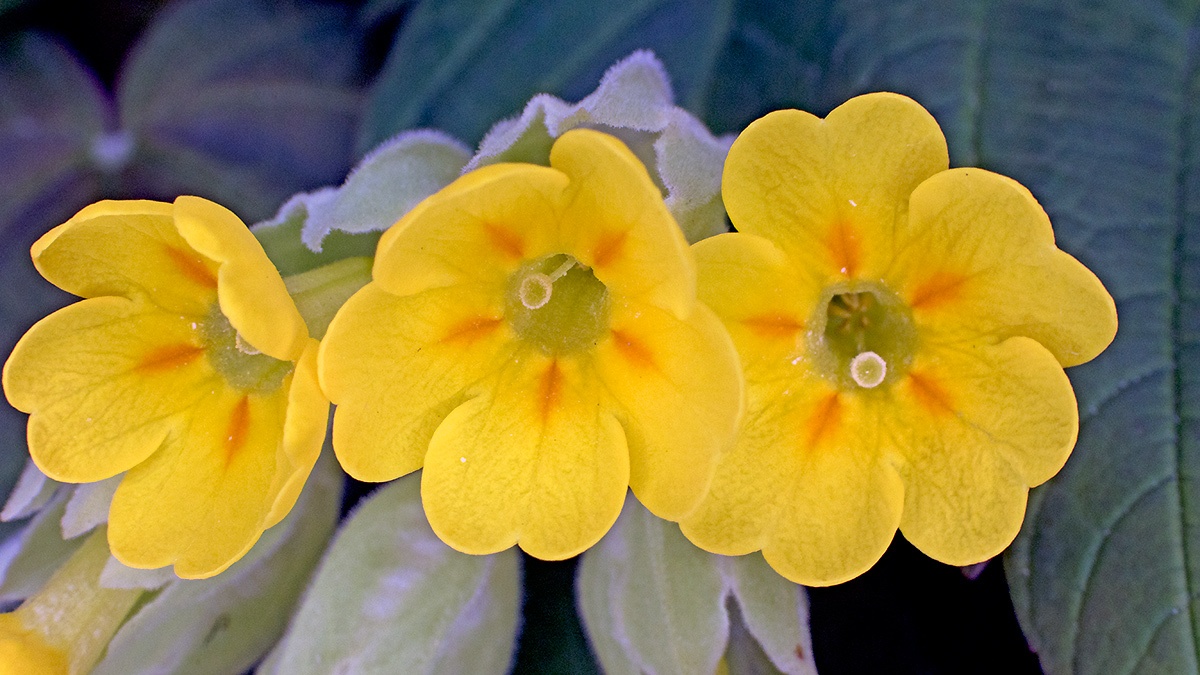 Cowslip [Primula veris]