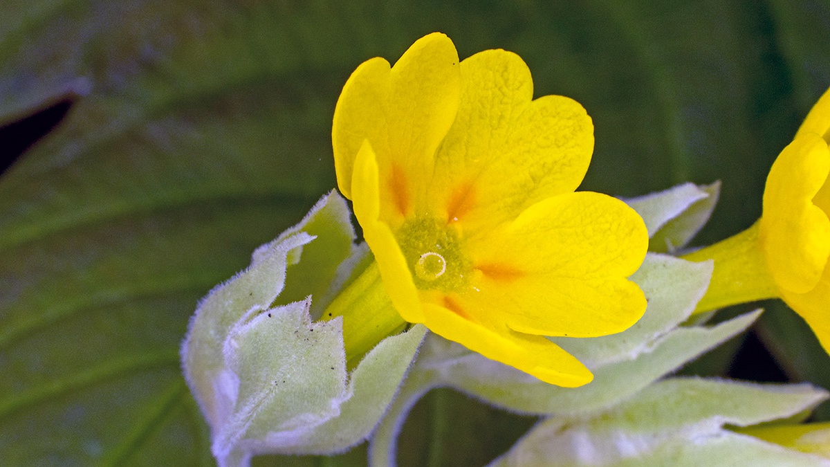 Cowslip [Primula veris]