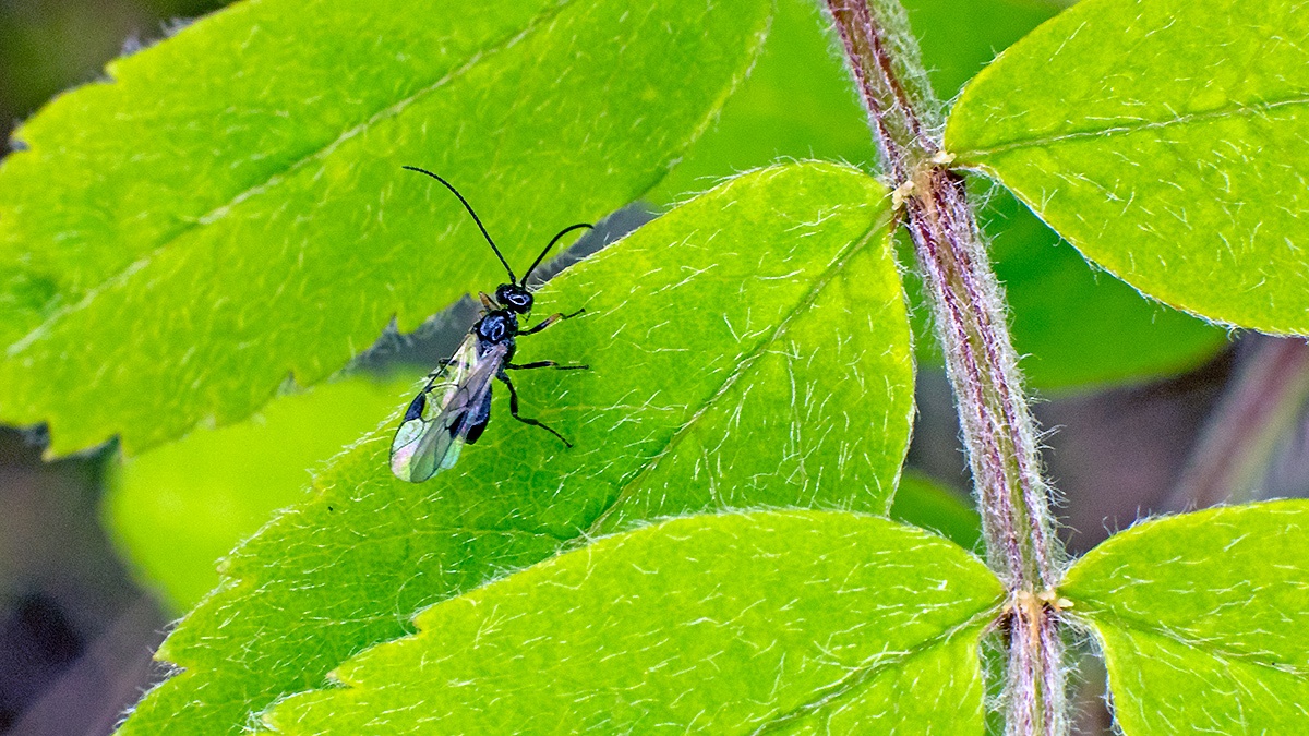 Braconid wasp [unidentified]