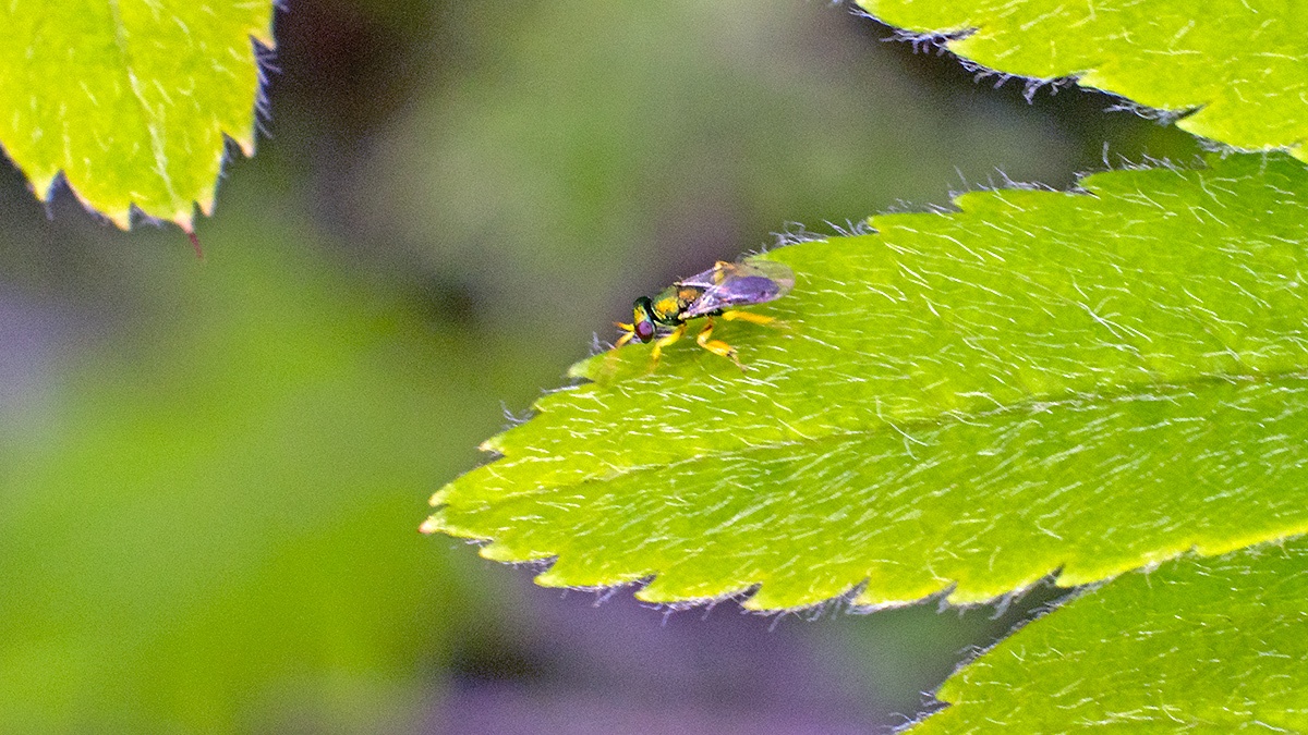 chalcidoid wasp [Mesopolobus tibialis ?]