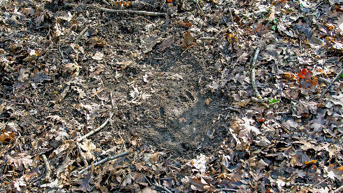 Roe Deer ‘couch’