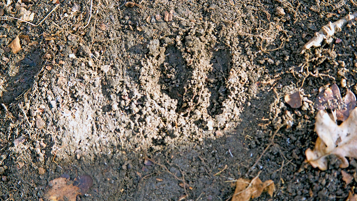 Roe Deer hoof print