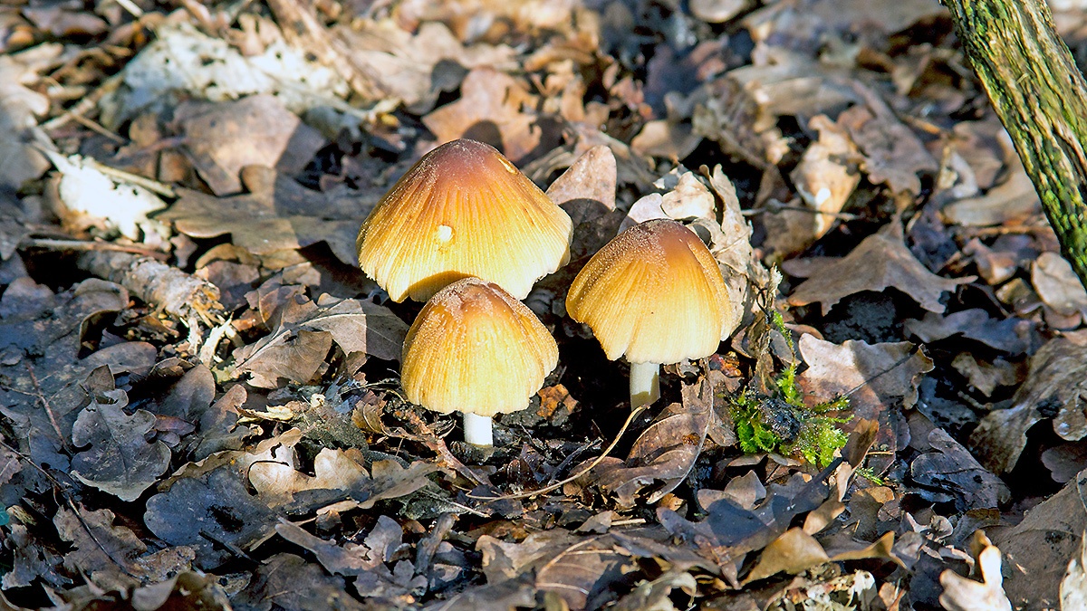 Glistening Inkcap [Coprinellus micaceus ?]