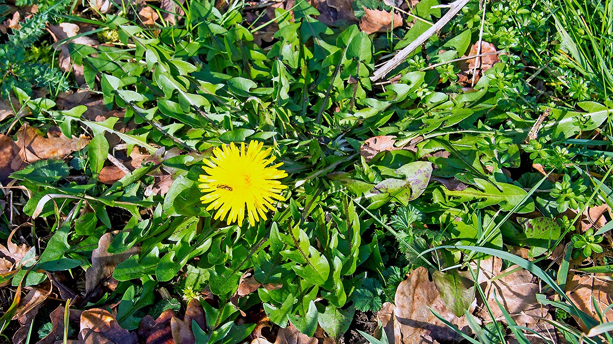 Dandelion [Taraxacum officinale]