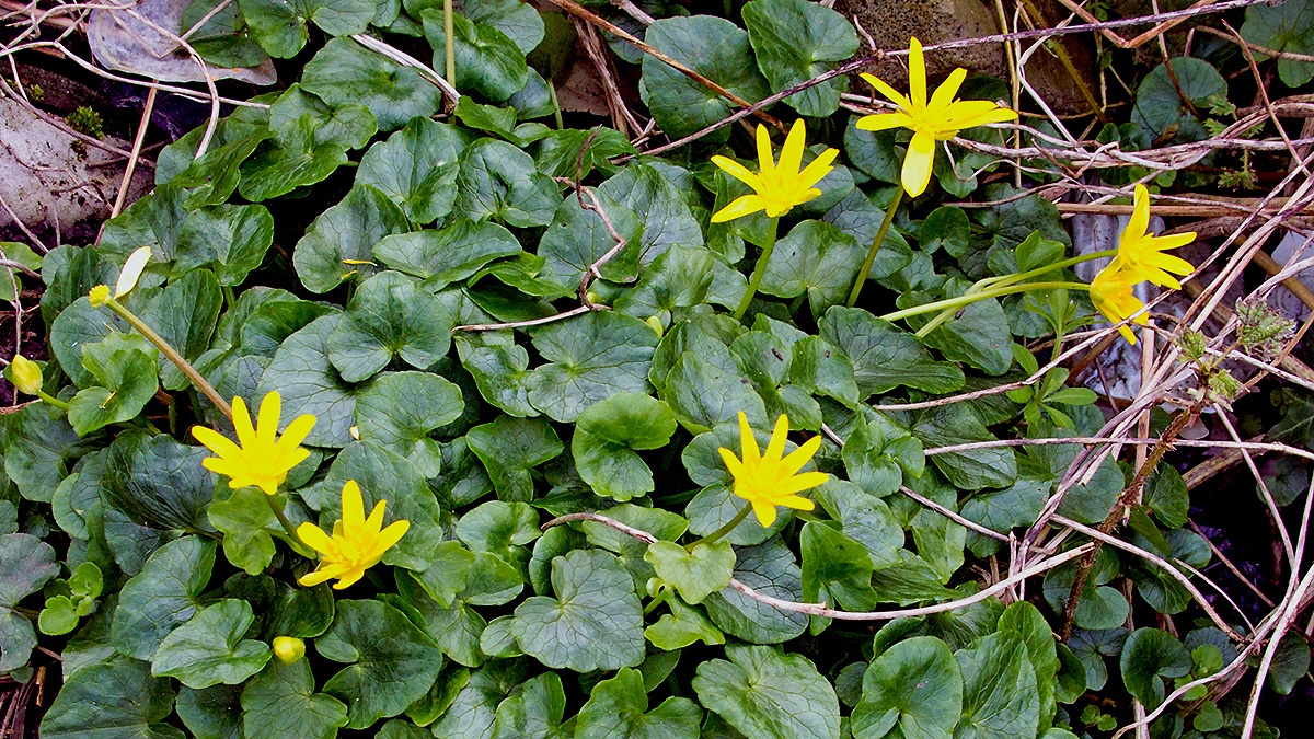 Lesser Celandine [Ficaria verna]