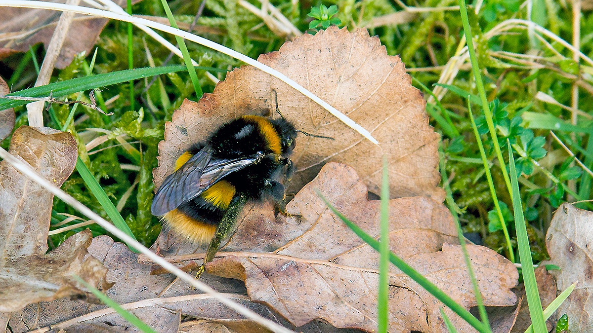 Buff-tailed Bumblebee [Bombus terrestris]