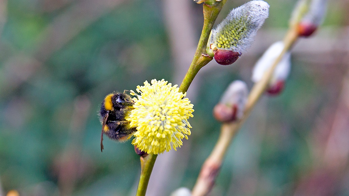 Early Bumblebee [Bombus pratorum]