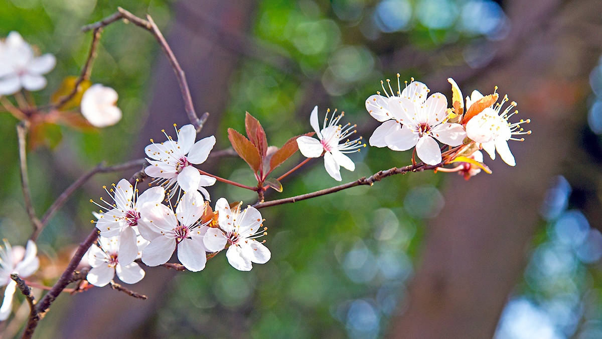 Cherry Plum [Prunus cerasifera var pissardii]
