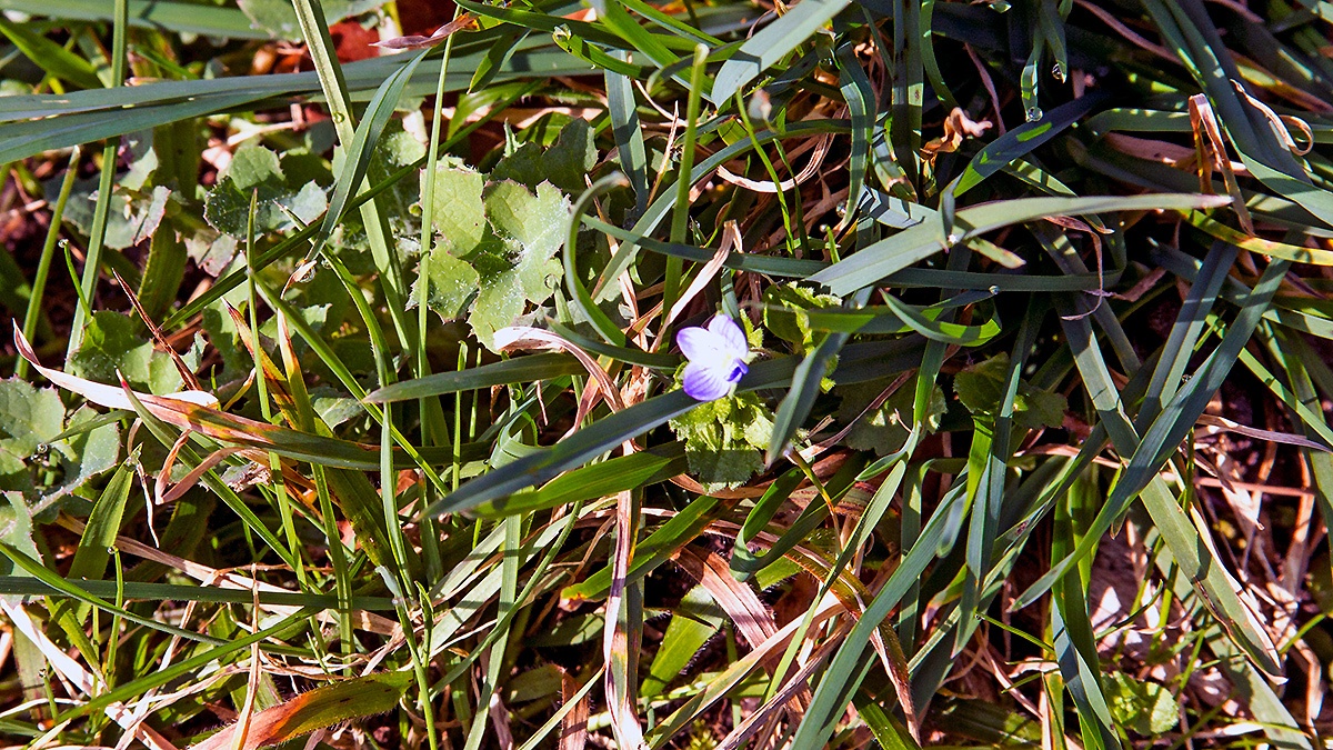 Common Field Speedwell [Veronica persica]