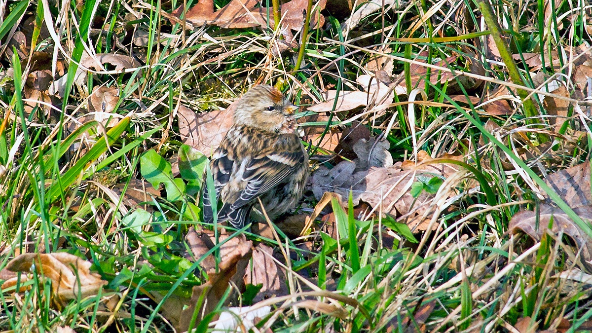Redpoll [Acanthis flammea cabaret]