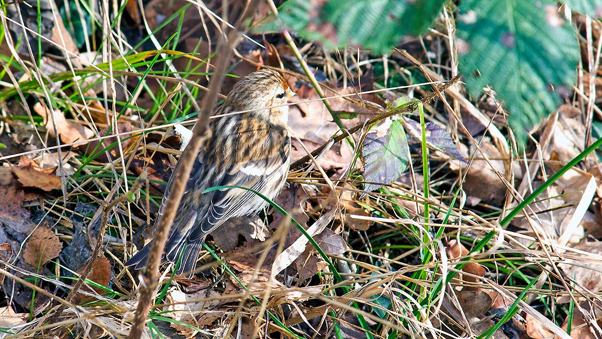 Redpoll [Acanthis flammea cabaret]