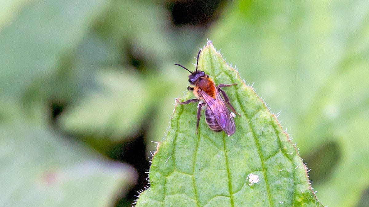 Chocolate Mining Bee [Andrena scotica]