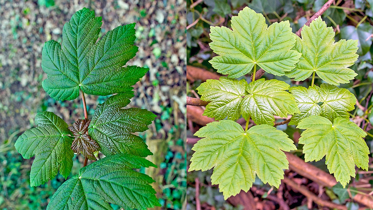 Sycamore [Acer pseudoplatanus]