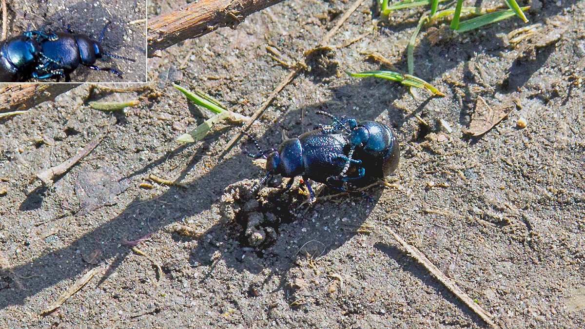 Lesser Bloody-nosed Beetle [Timarcha goettingensis ]