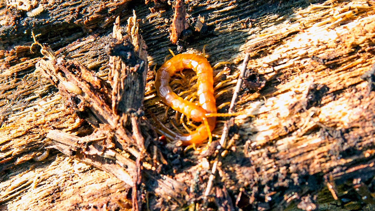 Brown Centipede [Lithobius forficatus]
