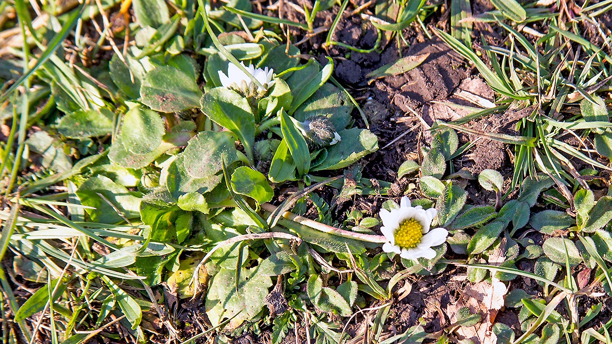 Common Daisy [Bellis perennis]