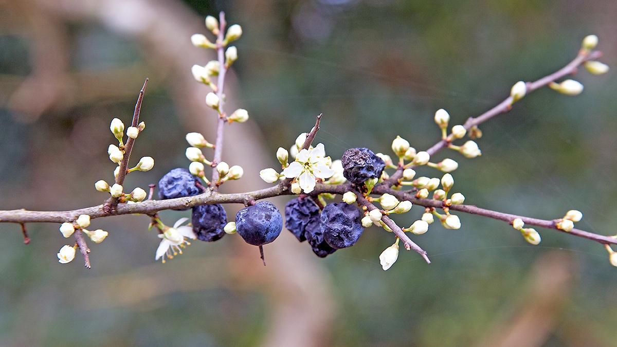 Blackthorn [Prunus spinosa]