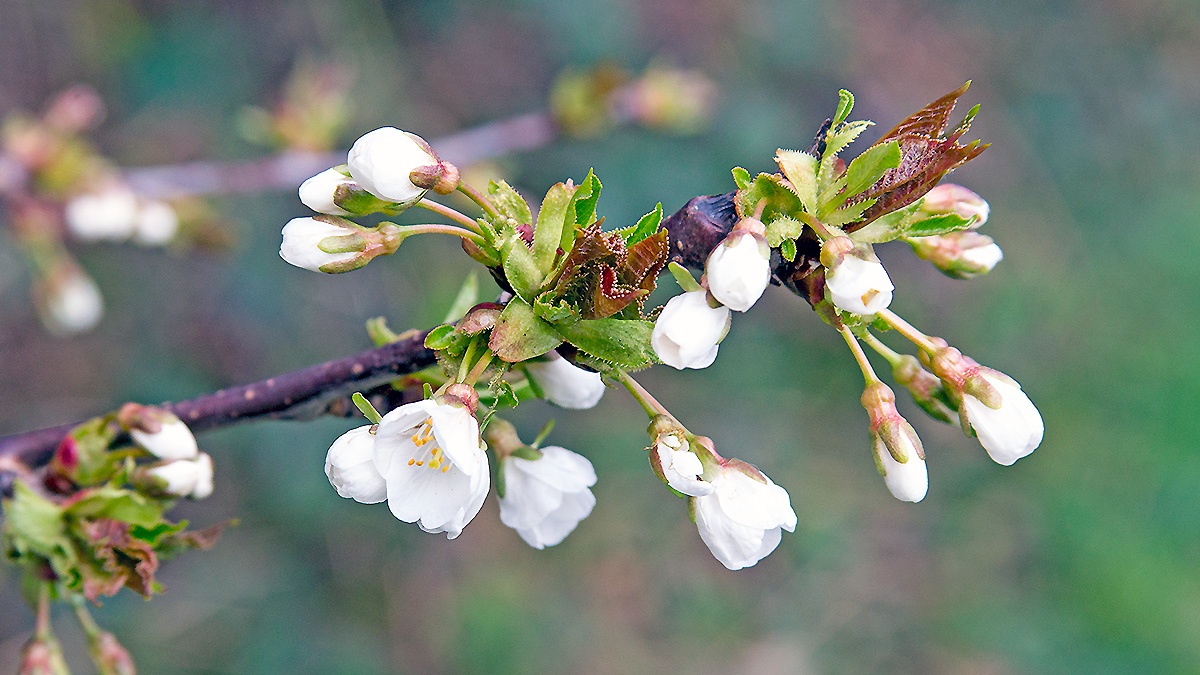 Wild Cherry [Prunus avium]