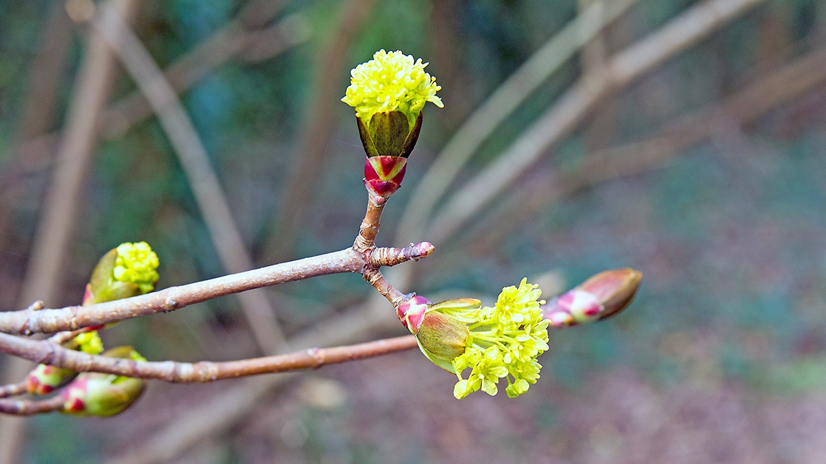 Norway Maple [Acer platanoides]