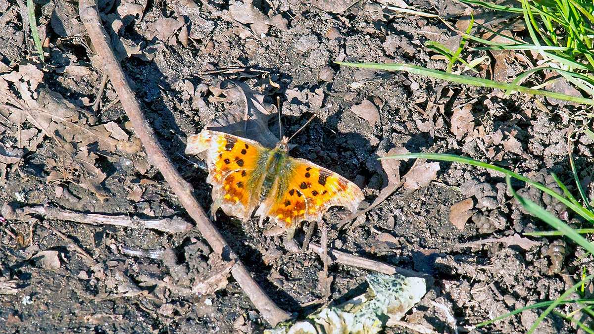 Comma [Polygonia c-album]